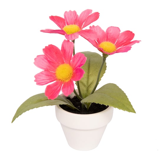 Potted Micro Daisy Plant by Ashland